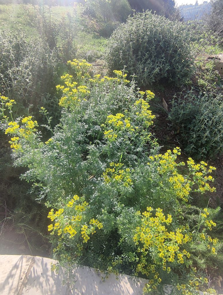 Ruta_chalepensis_full_flowers1_cut_up