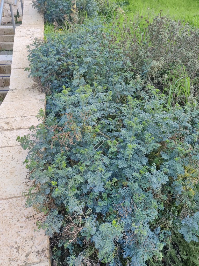 Ruta_chalepensis_full_group_up1