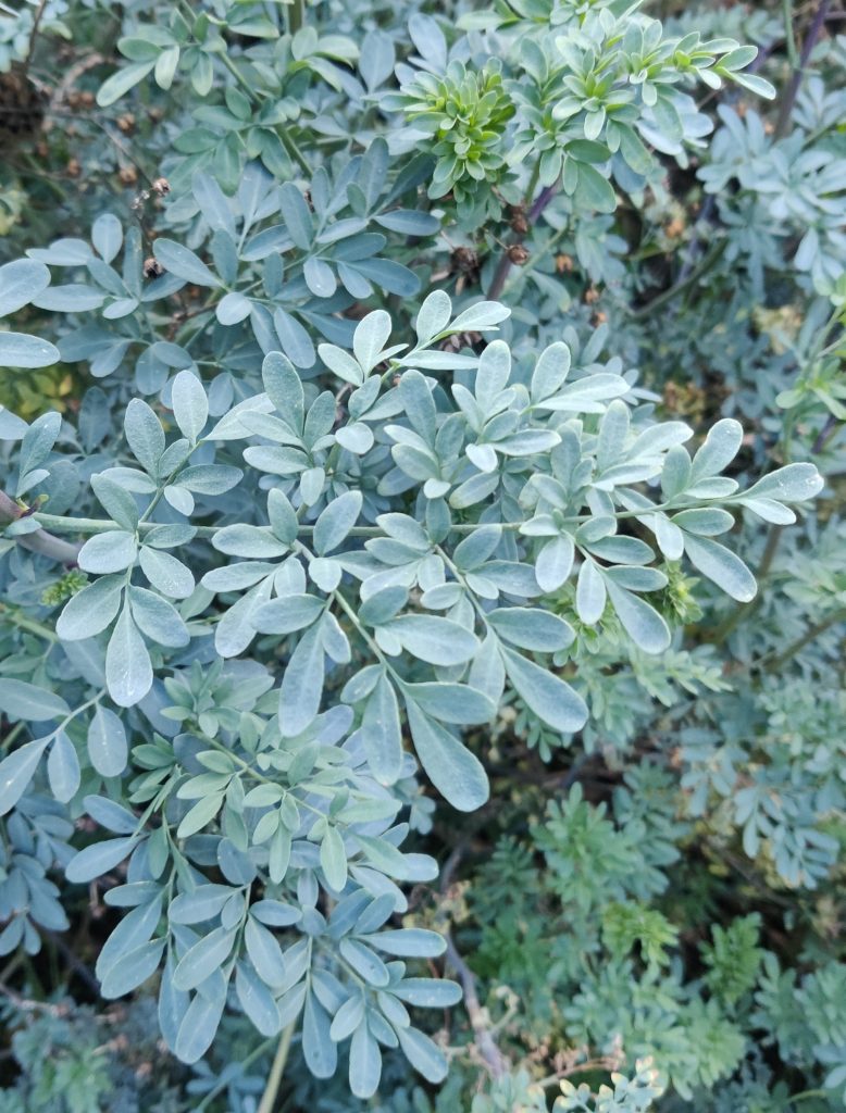 Ruta_chalepensis_leaves2_cut_up