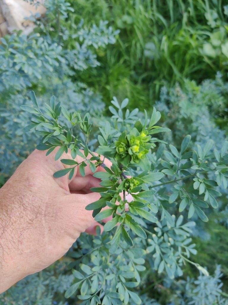Ruta_chalepensis_leaves_bud_up1