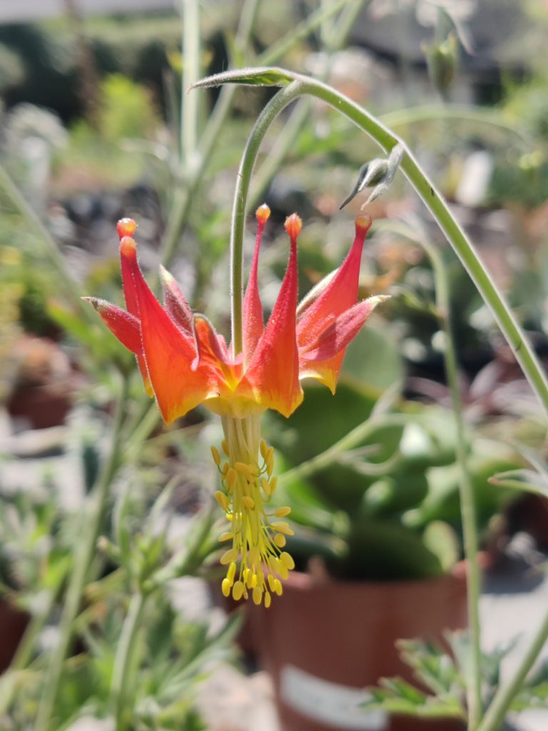 Aquilegia_eximia_flower_up2