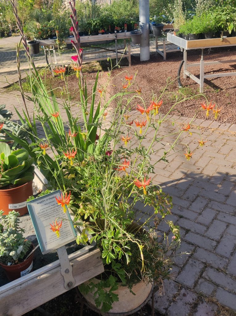 Aquilegia_eximia_full_flowers_up1_cut_up