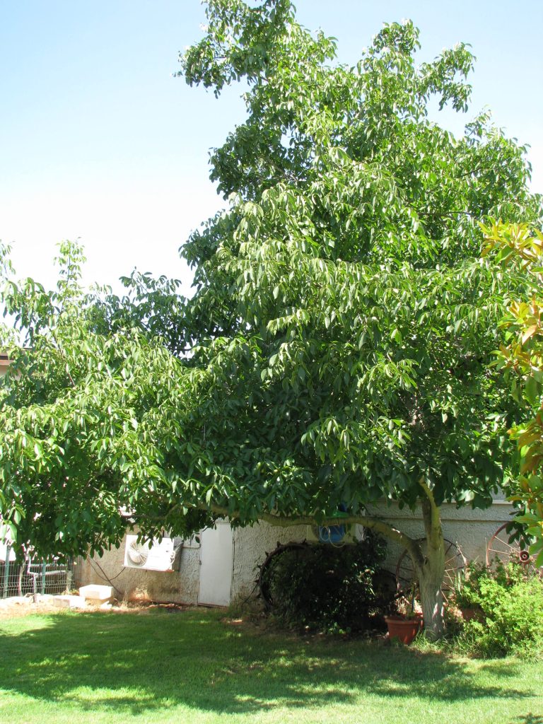 Juglans_regia_full_up1