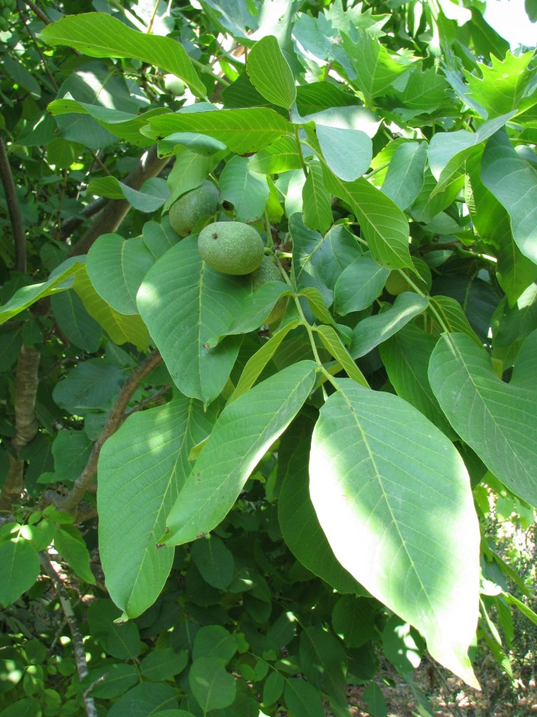 Juglans_regia_leaves