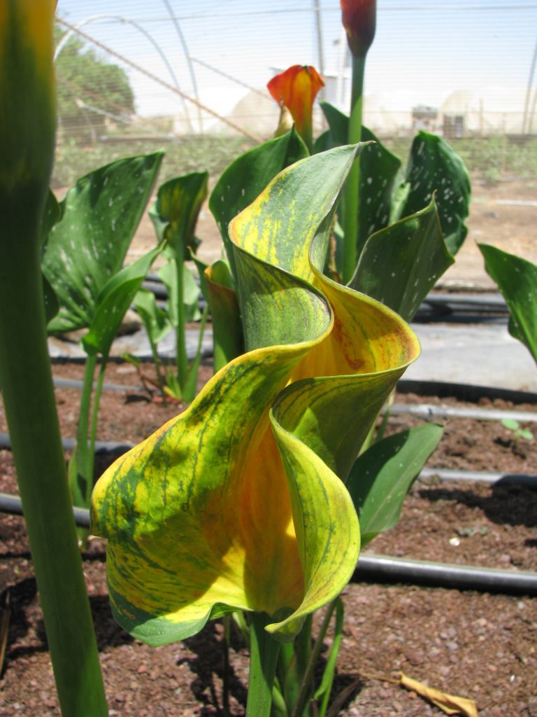 Zantedeschia_hybrida_colorful_leaf_up1