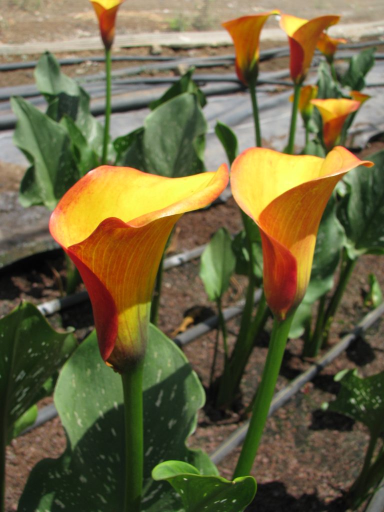 Zantedeschia_hybrida_flowers_up1