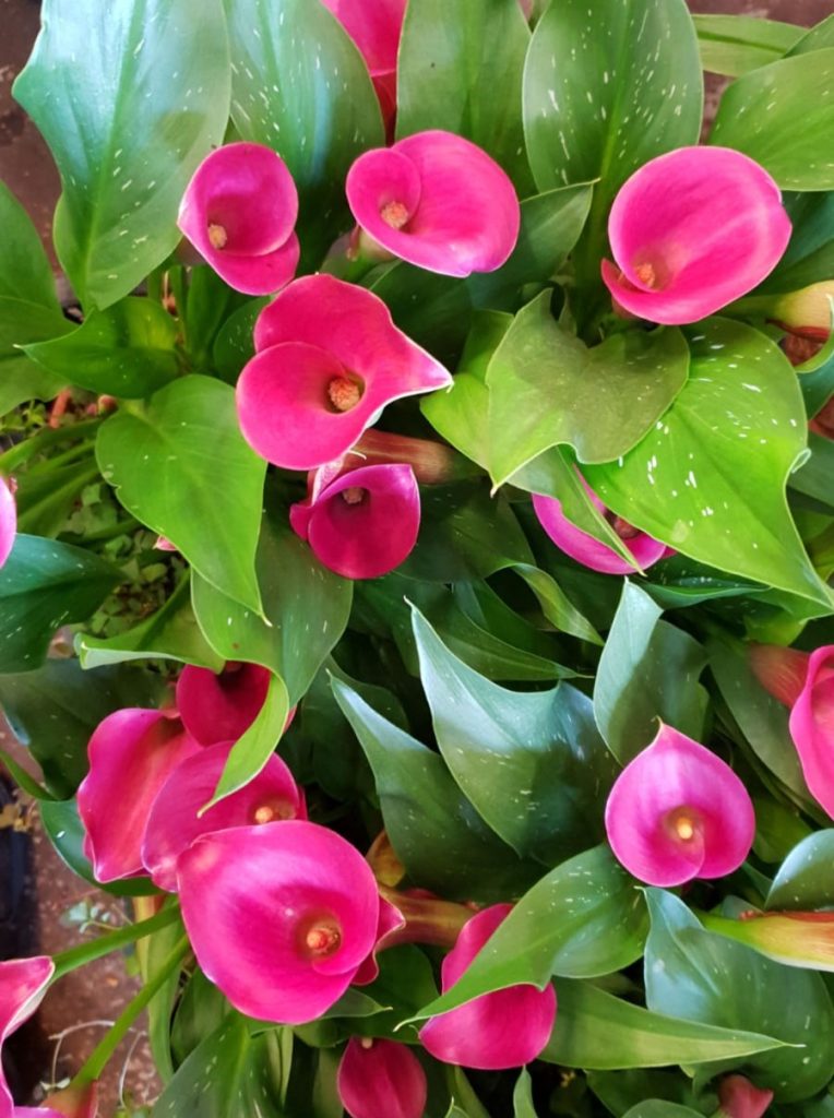 Zantedeschia_hybrida_flowers_up2_cut_up