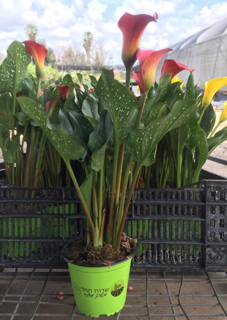 Zantedeschia_hybrida_full_up1