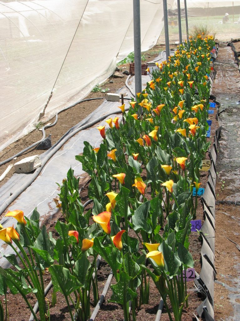 Zantedeschia_hybrida_group_up1