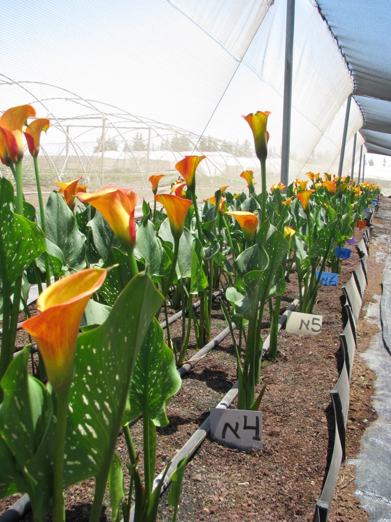 Zantedeschia_hybrida_group_up2