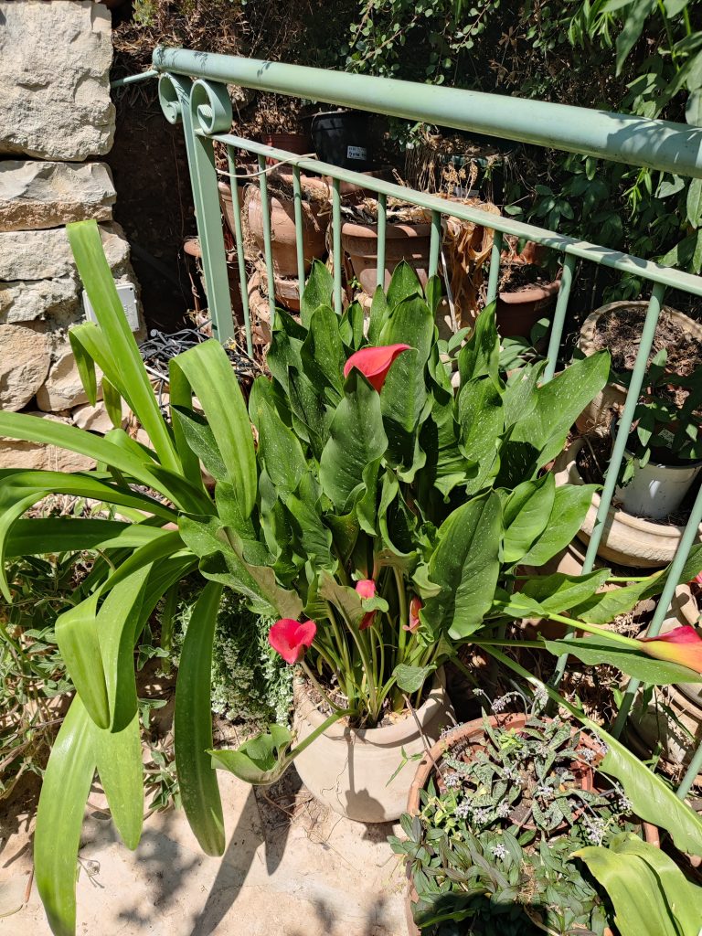 Zantedeschia_hybrida_pot_up1