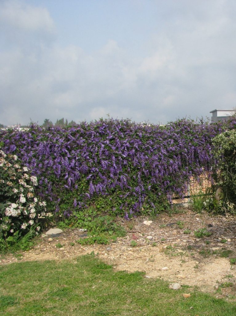 Hardenbergia_comptoniana_full4_cut_up