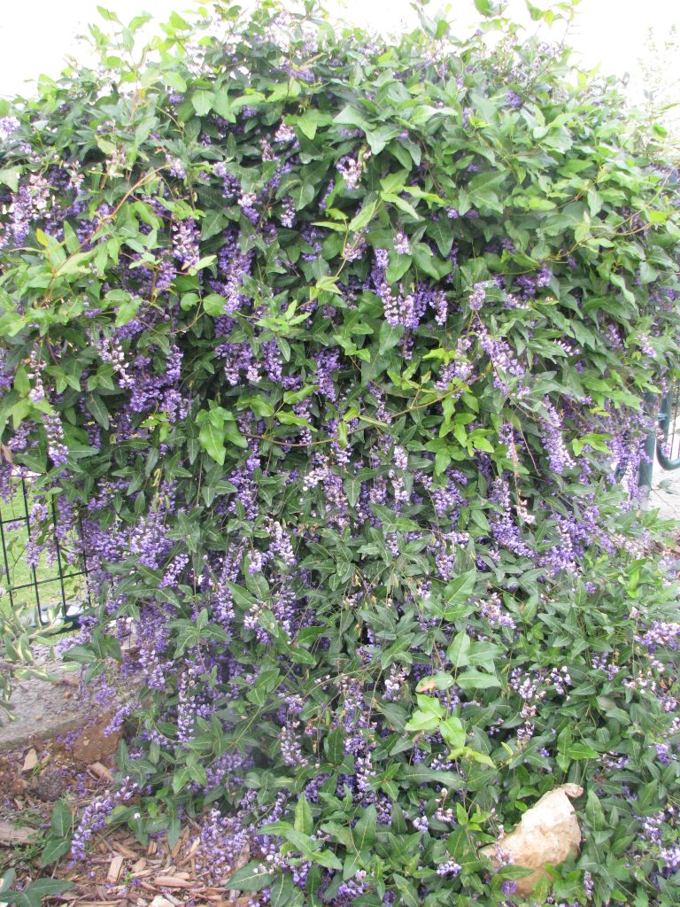 Hardenbergia_comptoniana_full_up1