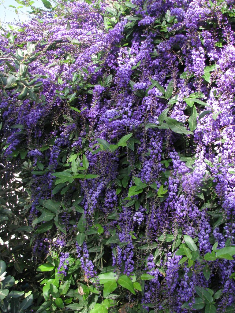 Hardenbergia_comptoniana_full_up2