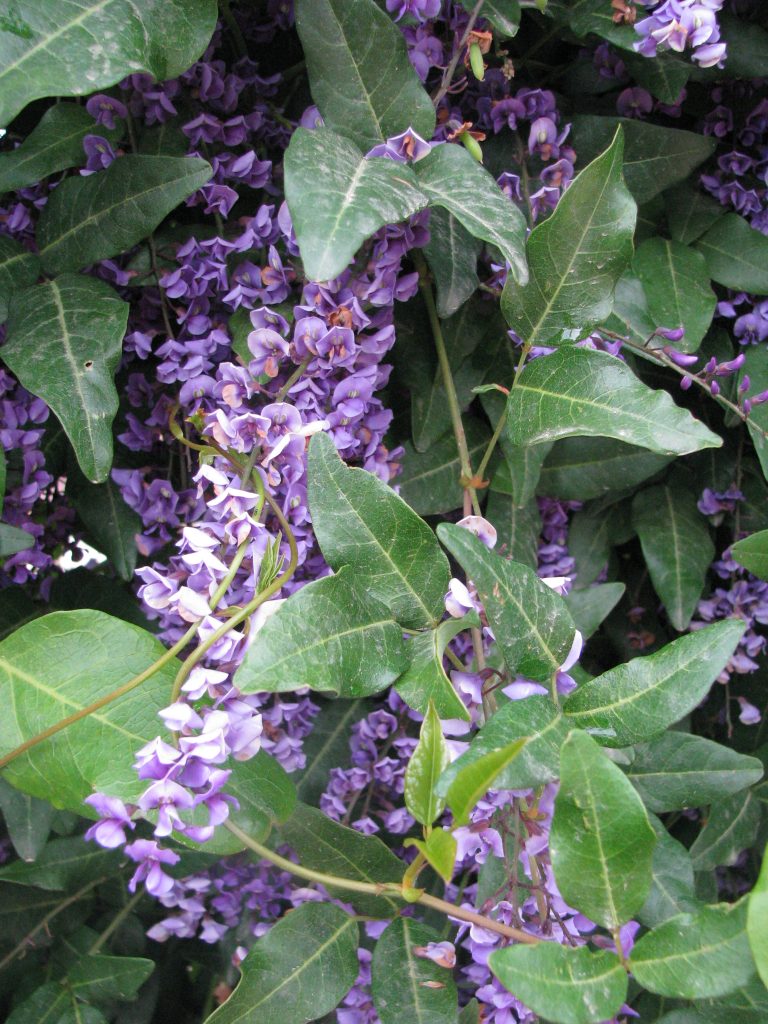 Hardenbergia_comptoniana_leaves_up1