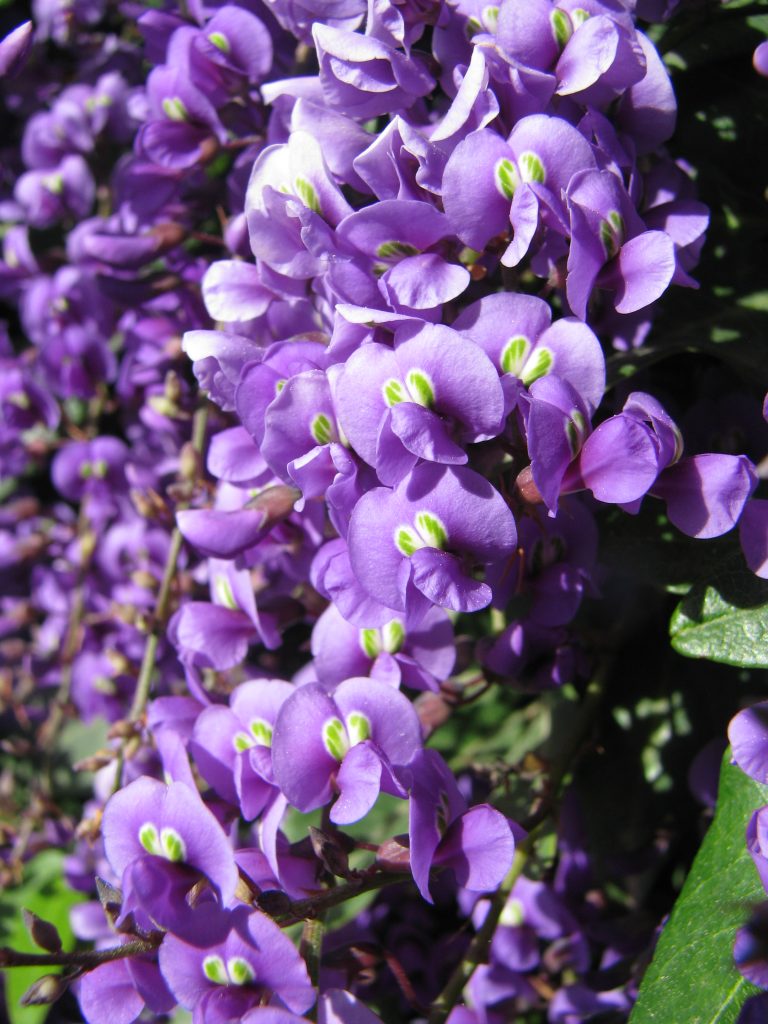 Hardenbergia_comptoniana_many_flowers_up2