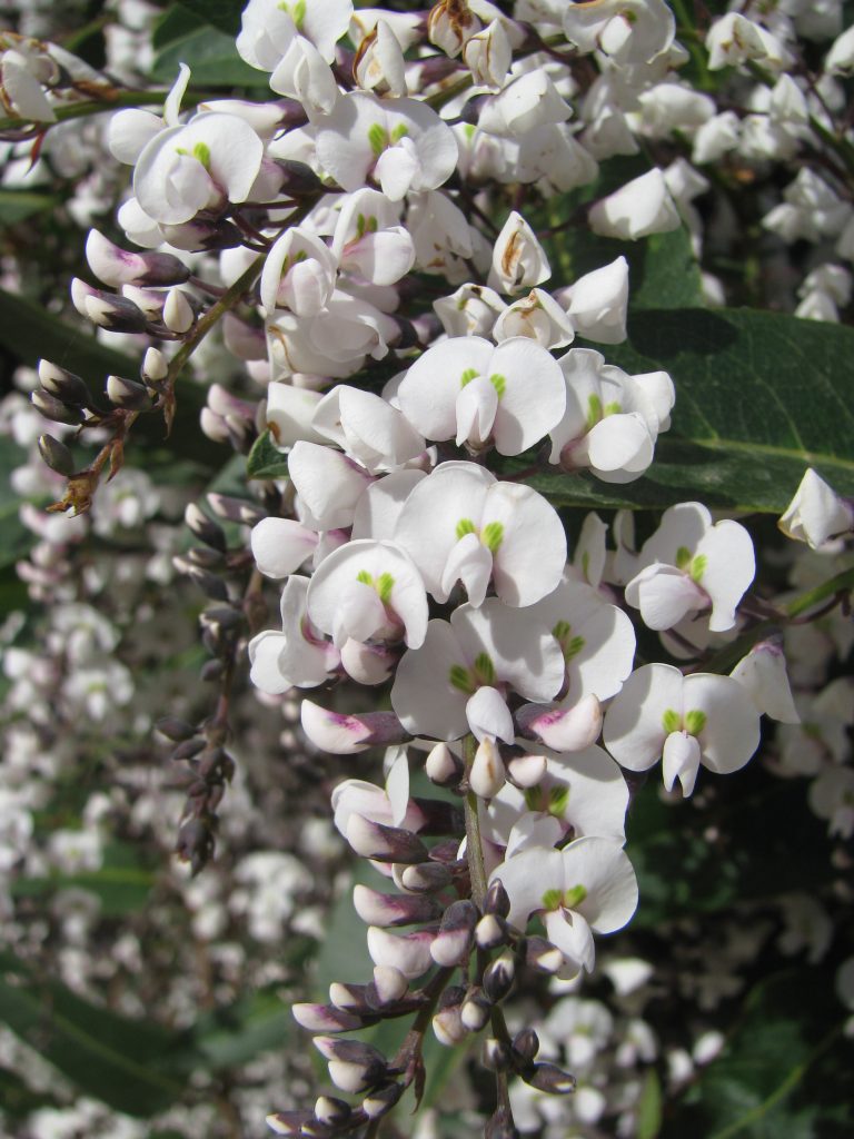Hardenbergia_violacea_white_flowers_up1