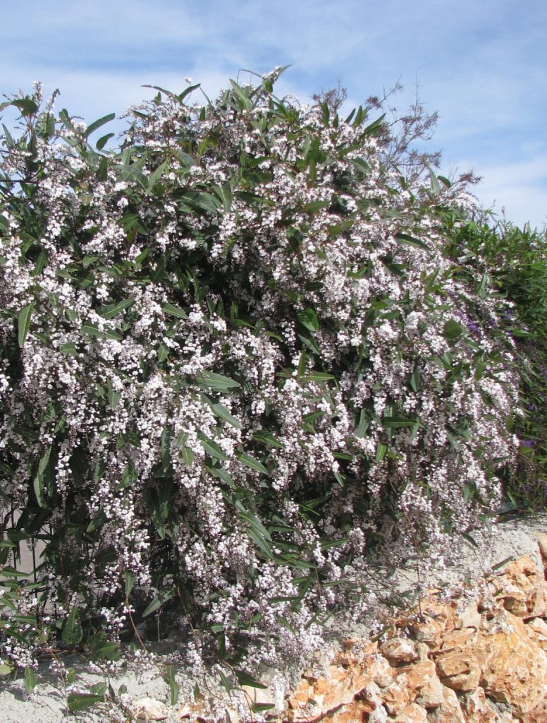 Hardenbergia_violacea_white_full2_cut_up