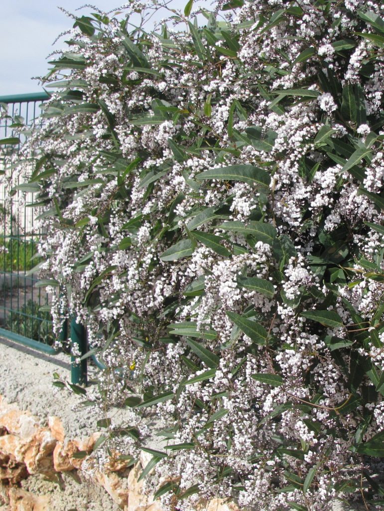 Hardenbergia_violacea_white_many_flowers2_cut_up