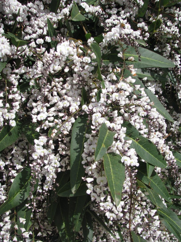 Hardenbergia_violacea_white_many_flowers_up1