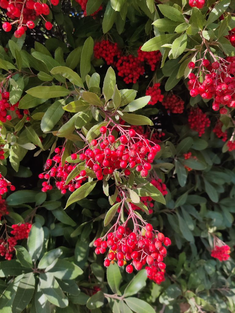 Heteromeles_arbutifolia_fruit_up1