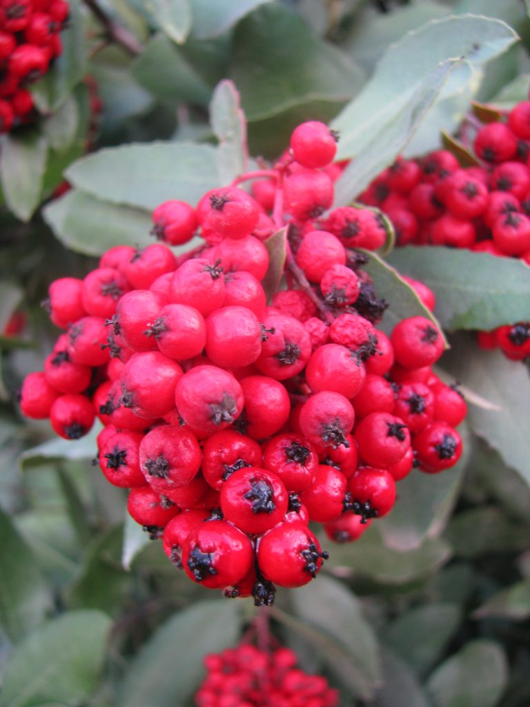 Heteromeles_arbutifolia_fruit_up3