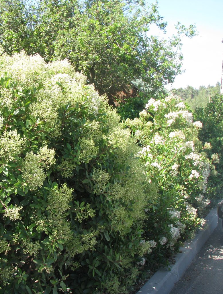 Heteromeles_arbutifolia_full_flower1_cut_up