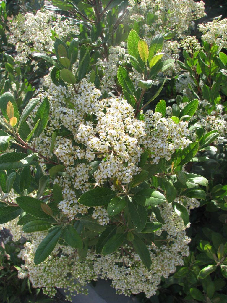 Heteromeles_arbutifolia_leaves_flowers_up1