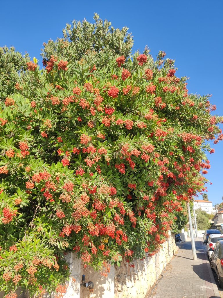 Heteromeles_arbutifolia_shrub_up1