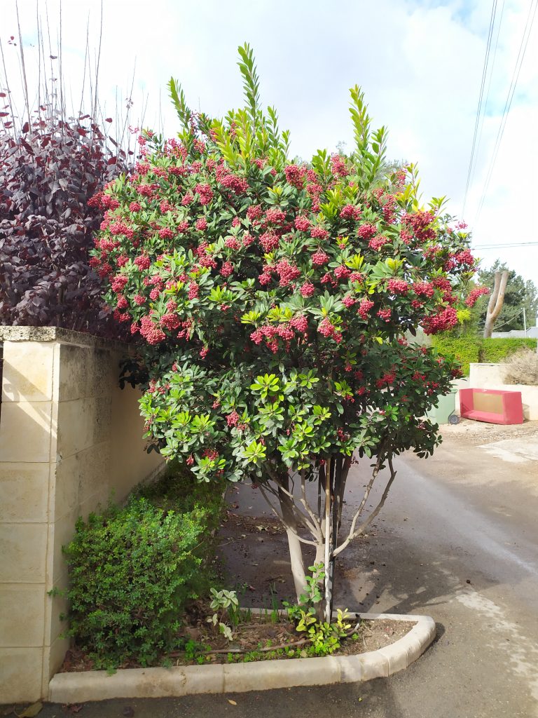 Heteromeles_arbutifolia_small_tree1