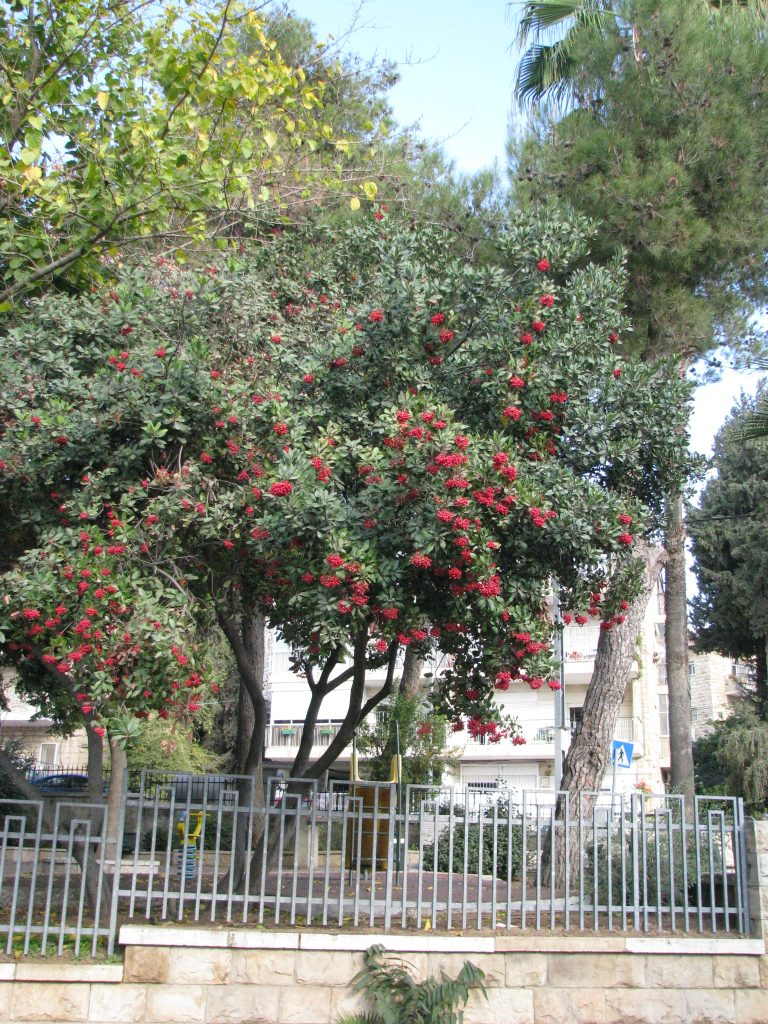 Heteromeles_arbutifolia_tree_up1