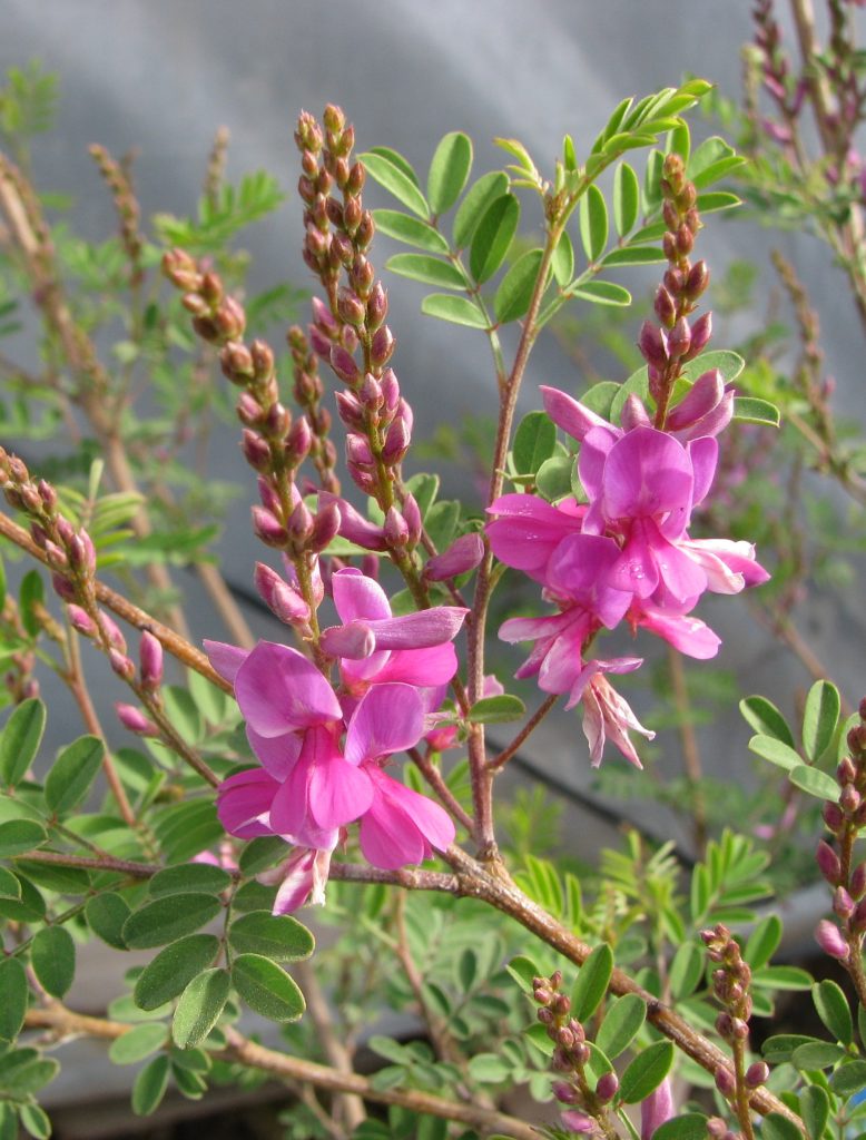 Indigofera_heterantha_flowers1_cut_up
