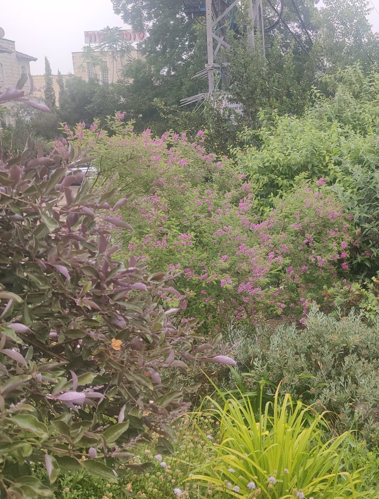 Indigofera_heterantha_full3_cut_up