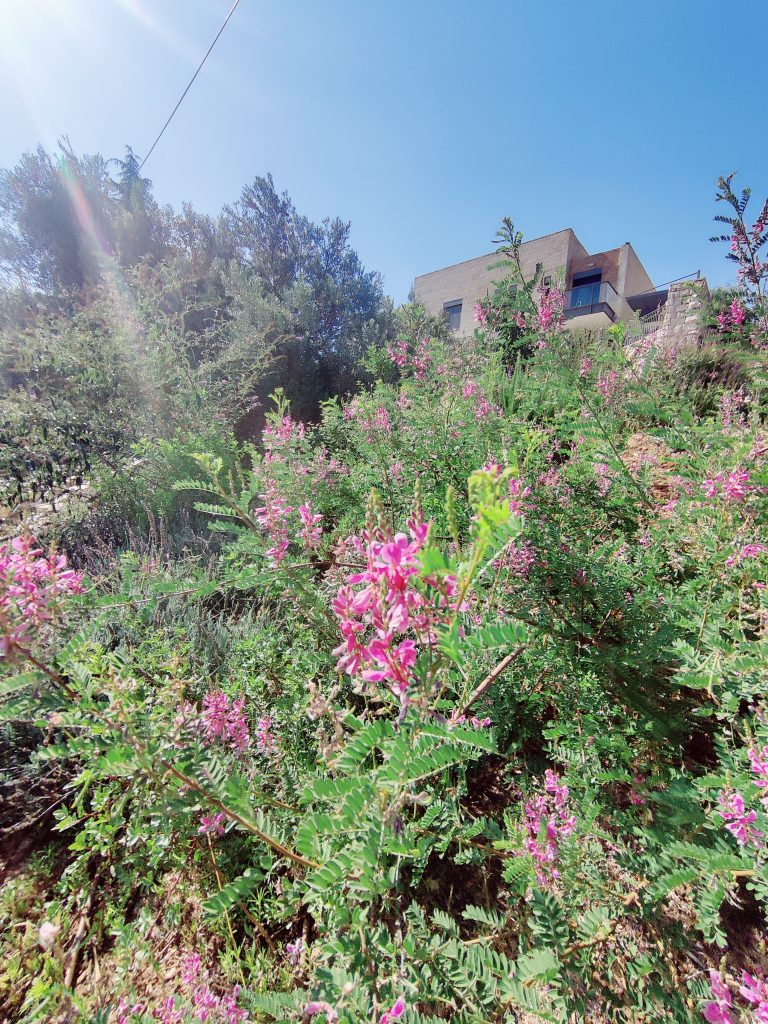 Indigofera_heterantha_half_full_up