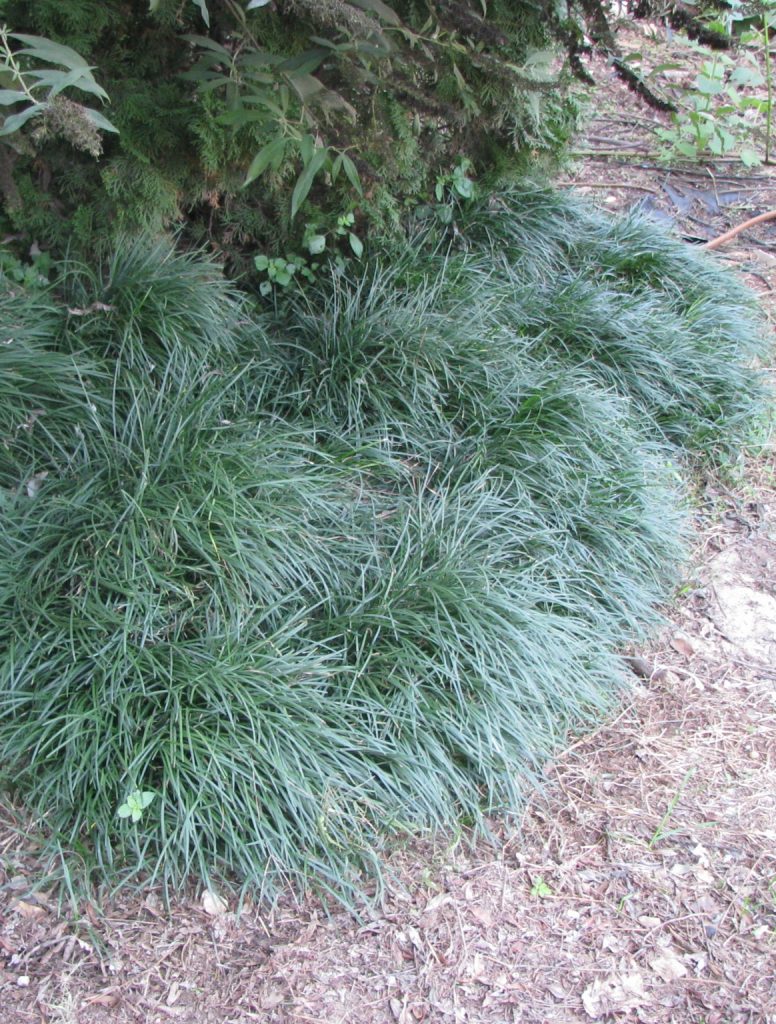 Ophiopogon_japonicus_full3_cut_up