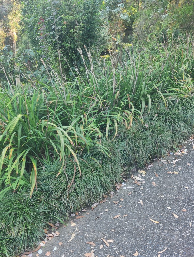 Ophiopogon_japonicus_full4_cut_up