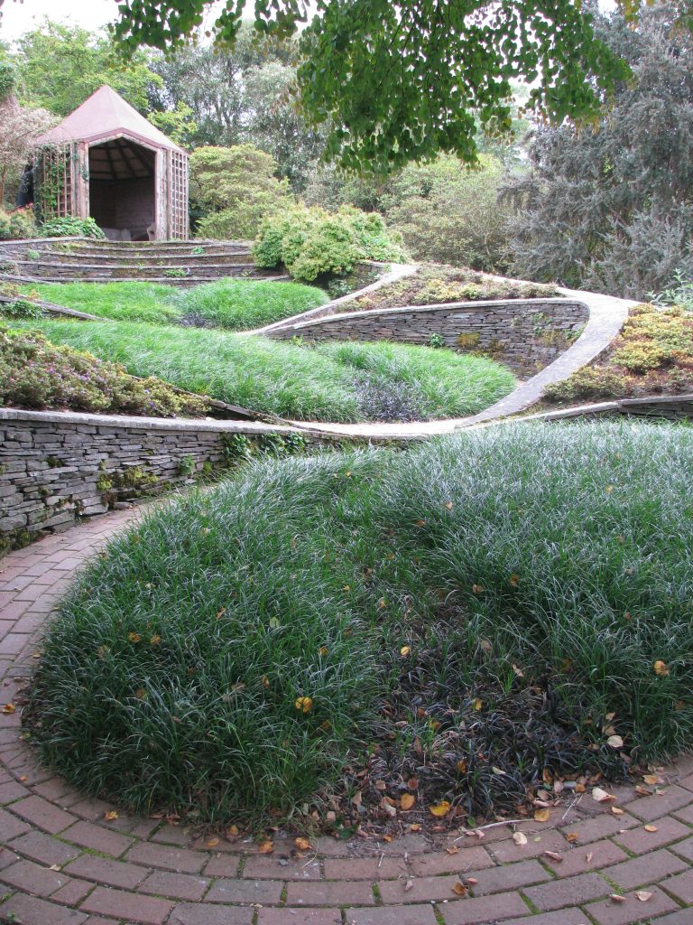 Ophiopogon_japonicus_group_up1