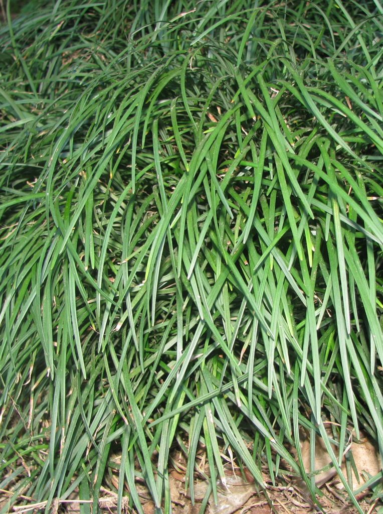 Ophiopogon_japonicus_leaves1_cut_up