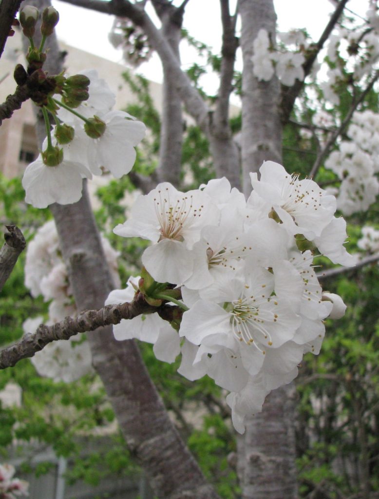 Prunus_avium_flowers2_cut_up