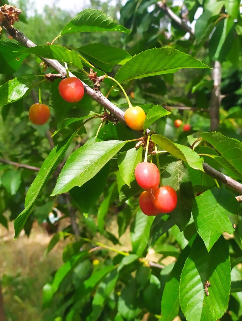 Prunus_avium_fruit_foliage1_cut_up