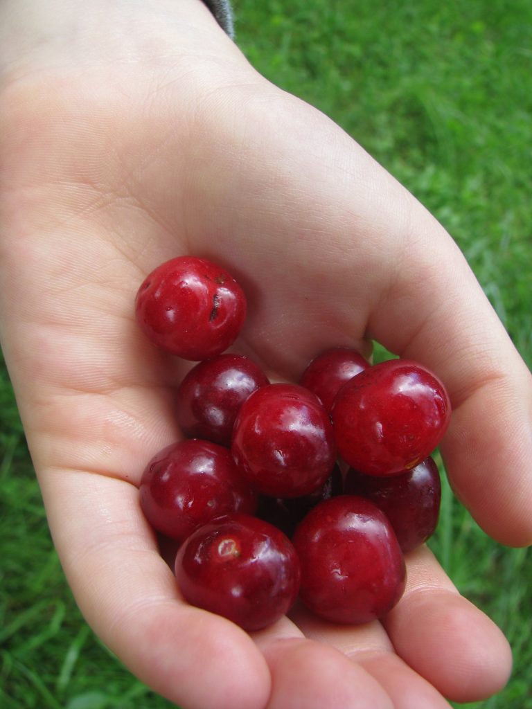 Prunus_avium_fruit_up1