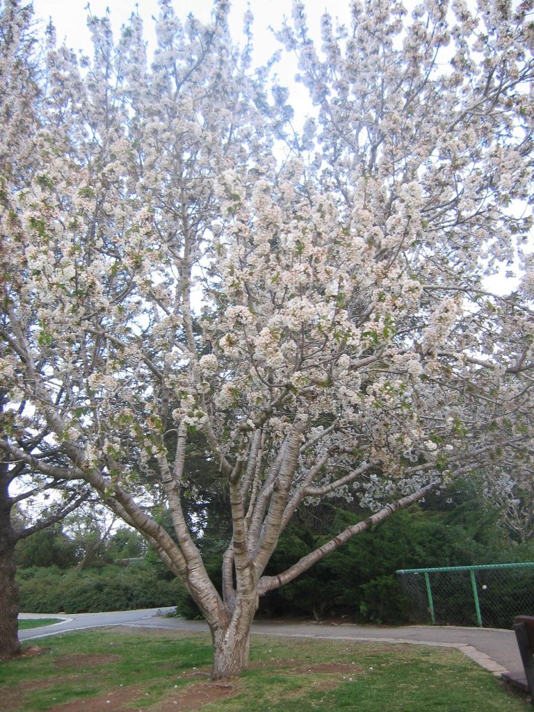 Prunus_avium_full_up1