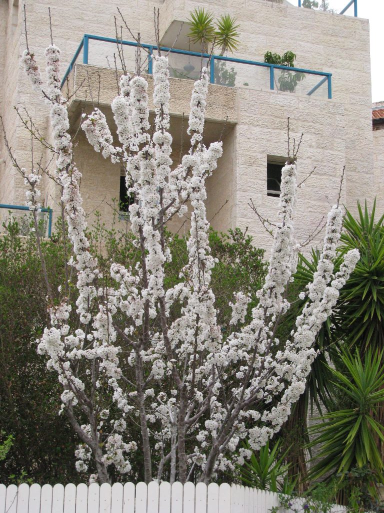 Prunus_avium_many_flowers_up1