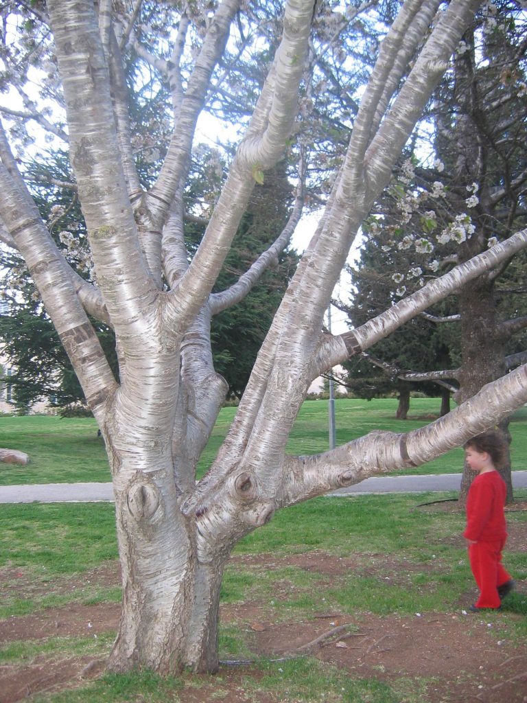 Prunus_avium_trunk_up1