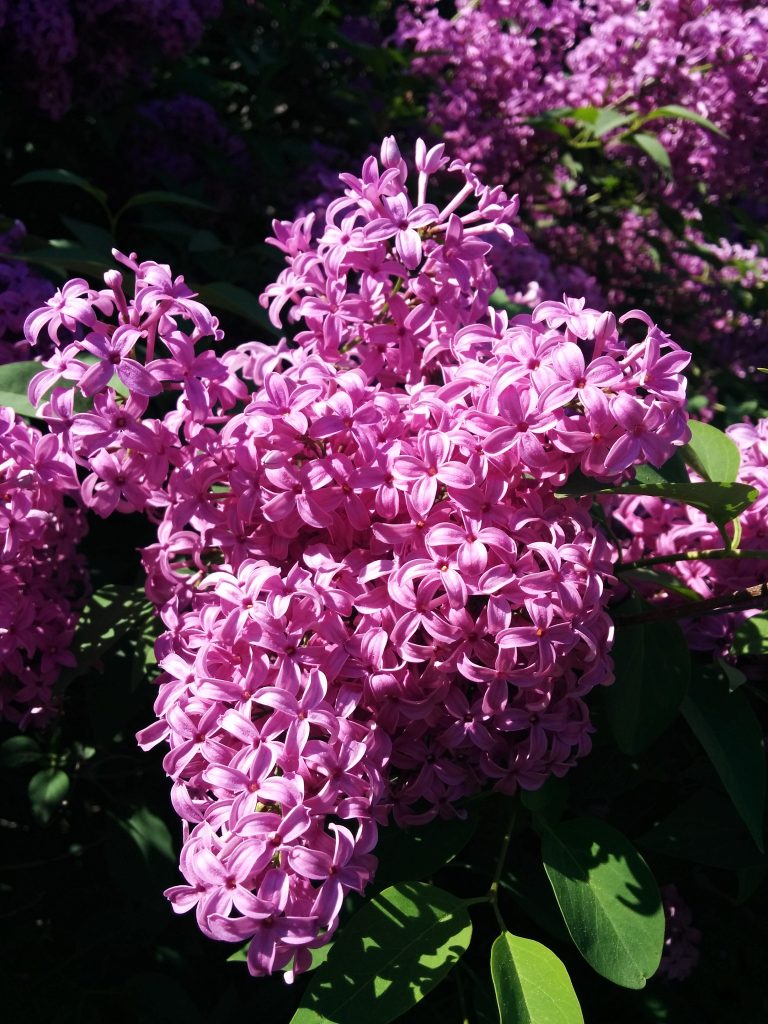 Syringa_vulgaris_Canada_flowers_up1