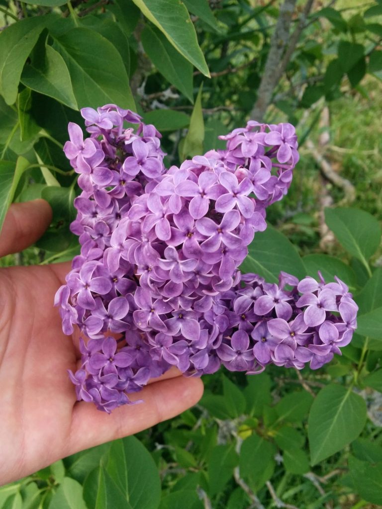 Syringa_vulgaris_Canada_flowers_up2