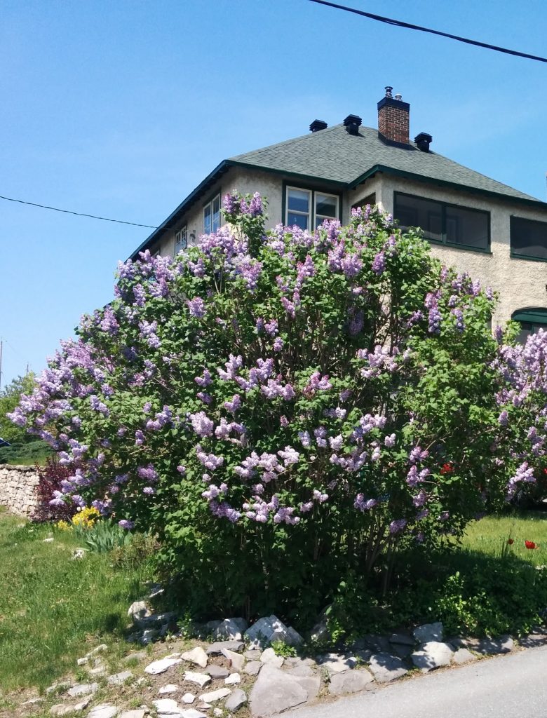 Syringa_vulgaris_Canada_full3_cut_up