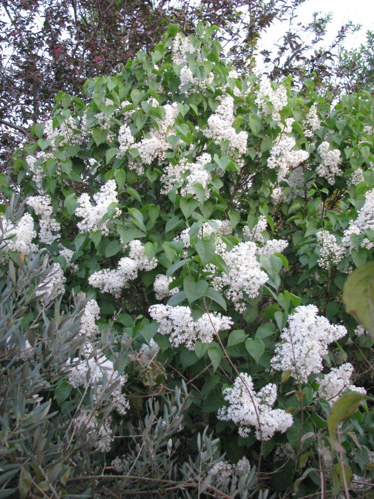Syringa_vulgaris_white_full_up1