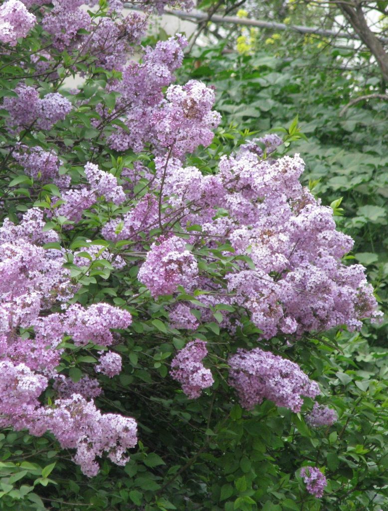 Syringa_x_persica_flowers1_cut_up