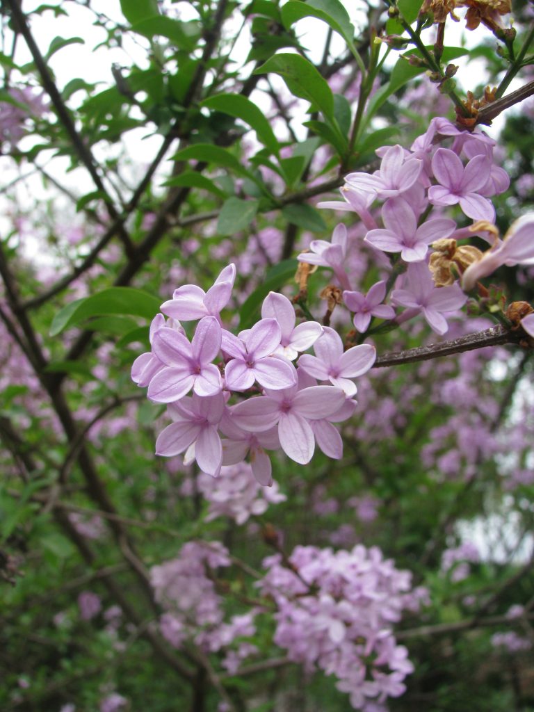 Syringa_x_persica_flowers_close_up